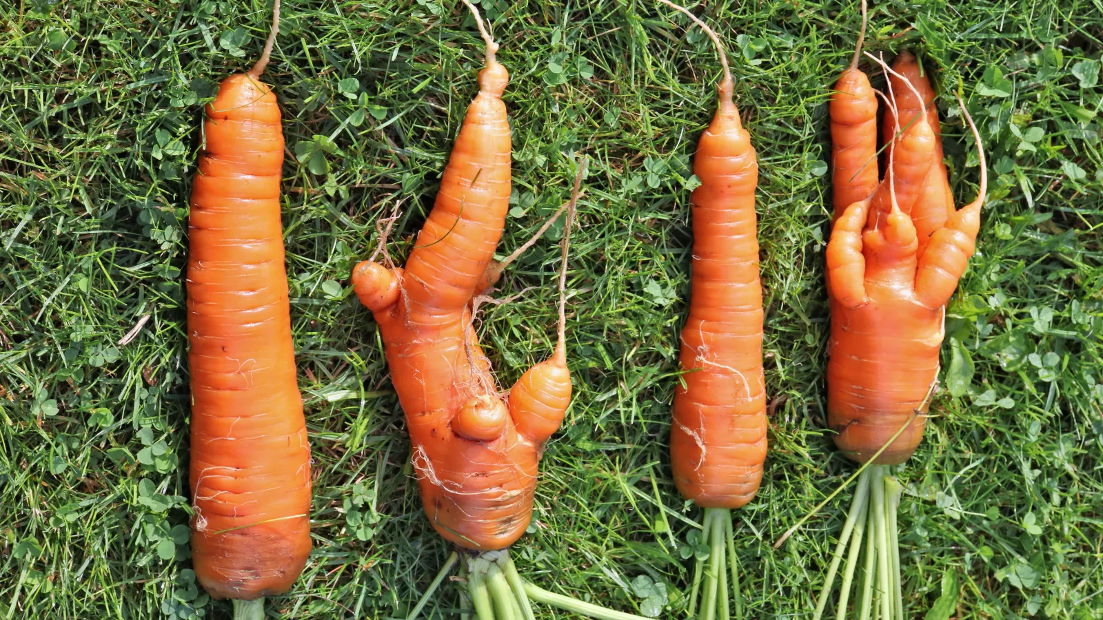 ugly food