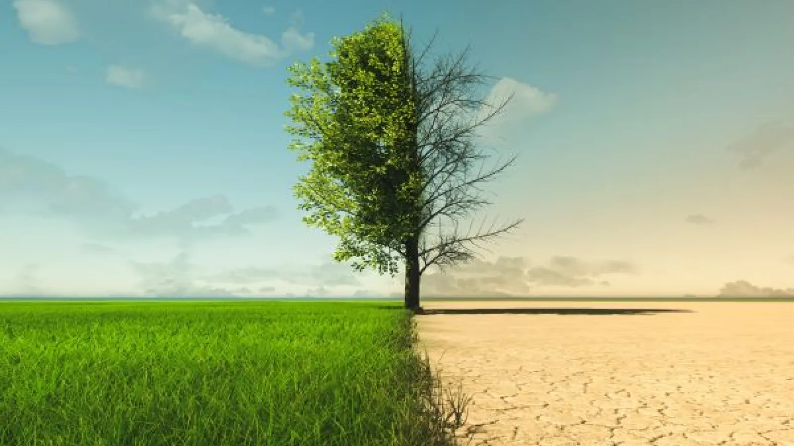 Tree in a field