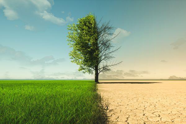 Tree in a field